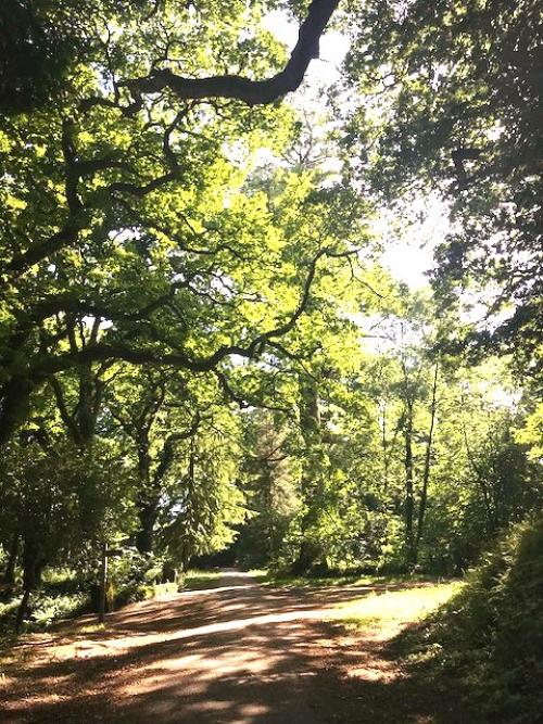Wiggly Paths Through Cardinham Woods