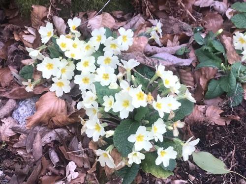 A Springtime Escape to Cornwall