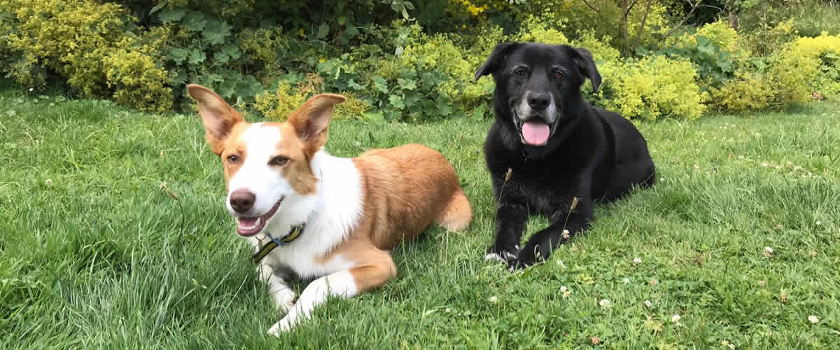 Our dogs at Badgers Sett